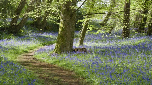 A path winds through the bluebell wood in April on the estate at Godolphin House,
